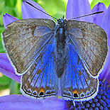 Anthene livida livida